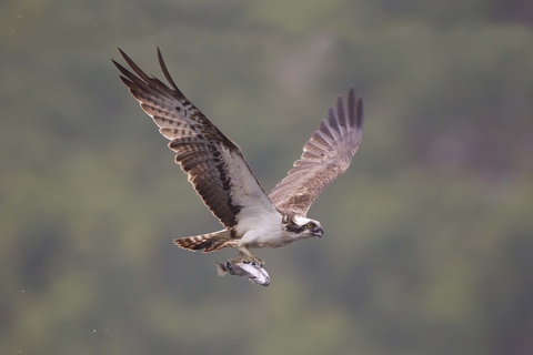 Osprey | The Wildlife Trusts